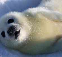 Каспийский тюлень: описание животного