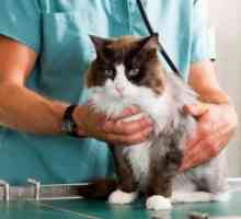 Cat kastrace: následný stav po operaci