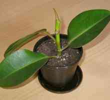 Ficus elastica: rozmnožování a péči