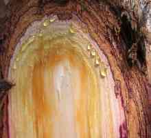 Cedar výtažek: účinný léčebný pryskyřice