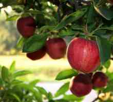 Kefír-apple dieta: dejte si zpět k normálu