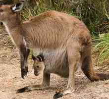Кенгуру, коала и вомбат — удивительные сумчатые животные Австралии