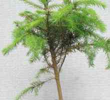 Кипарис – хвойное дерево, способное расти и в домашних условиях