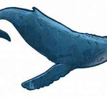 Кит - это рыба или млекопитающее? Интересные факты о китах