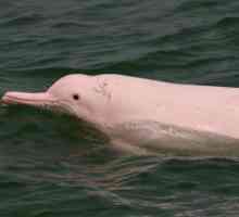 Китайский белый дельфин: описание и образ жизни