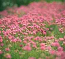 Клевер розовый: лечебные свойства и способы заготовки полезного растения