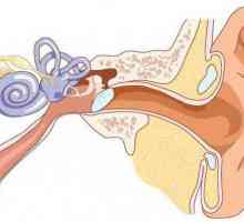 Klinická anatomie ucha. Struktura lidského ucha