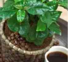 Arabica káva - pokojová rostlina z horkých tropů