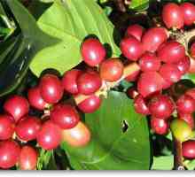 Káva Maragogype Nikaragua - nápoj, který vás překvapí