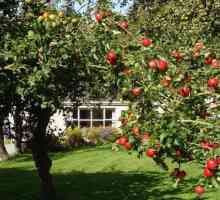 Kdy je lepší sázet jabloně - na jaře nebo na podzim? Jak daleko sázet jabloně?