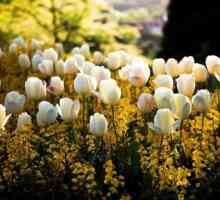Když transplantované tulipány: rysy péče