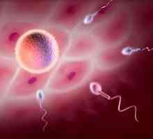 Když dojde k ovulaci u žen? Klíčové vlastnosti