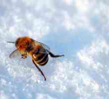Когда выставлять пчел из зимовника? Сроки выставки пчел из зимовника весной