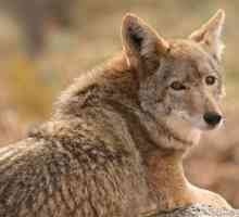 Койот - луговой волк, обитающий в Америке