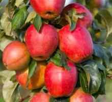 Sloupovitý jablko: recenze kultivační praxe v naší zemi