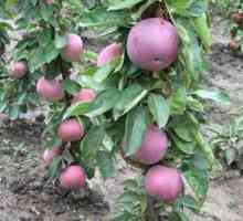 Sloupovitý jablek odrůdy jsou zajímavé pro zahrádkáře