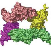 Proteinový komplex - základ sportovní výživy