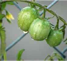 Zachování zelených rajčat. recept testuje