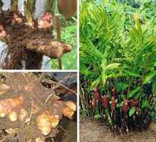Galangal root-: léčivé vlastnosti a recepty na concoctions