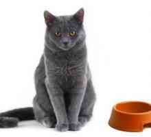Krmivo pro kočky „Sheba“: recenze. Sheba - konzervy pro kočky. Tipy veterináři