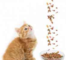 Krmivo pro koťata prémie: suché nebo vlhké? Jaký lepší jídlo pro koťátko?