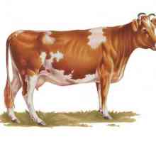 Корова айрширской породы - лучший выбор для стабильного получения молока