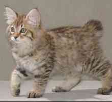 Kuril bobtail cat: znak, plemenné znaky, exteriér, fotky