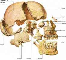 Kosti lebky: lidské anatomie