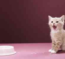 Koťata: co krmit a jak pečovat