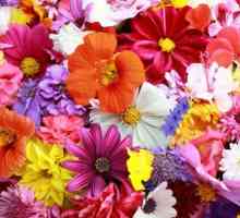 Красивые и ароматные: что такое цветы?