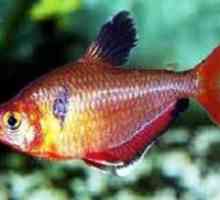 Red tetra ryby nebo minor-: funkce obsahu v akváriu
