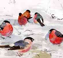 Красногрудые красавцы, или Где зимуют снегири?
