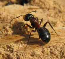 Červené mravenci: jak porazit škůdce?