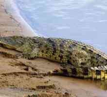 Крокодил Густав - кошмар Бурунди