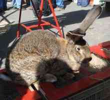 Кролики фландр - гигантские домашние любимцы