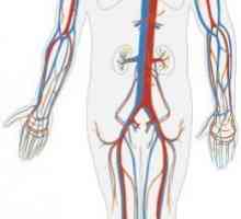 Následoval lidské cirkulaci: strukturu a úlohu v těle
