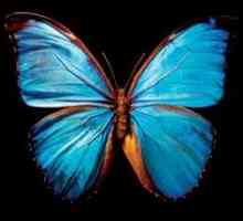 Крылья бабочки — прекрасная загадка природы