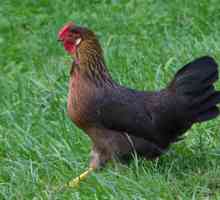 Курица доминант: виды и особенности