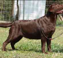 Chocolate Labrador: Rysy, specifikace, fotografie