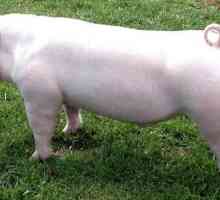 Ландрас - порода свиней, лучшая для беконного свиноводства