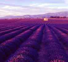 Levandulová pole - pýchou Francie a národním symbolem Provence. Levandulová pole v krymu