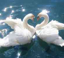 Swan fidelity: a svět lidí dobré vůle