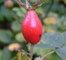 Léčivé vlastnosti kořenů divoké růže a jejich aplikace