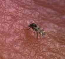 Komáří kousnutí ošetření v přírodě i doma