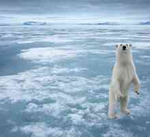 Ledoborec „Yamal“: Plavba k severnímu pólu