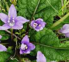 Лекарственные пасленовые растения: мандрагора и белладонна