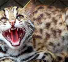 Leopard Cat - malý dravec