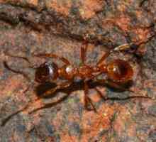 Лесные муравьи: виды, описание, польза и вред