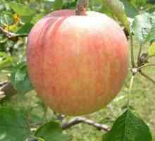 Odrůdy jablek v létě: brzy zralé a nejsou uloženy na dobu delší než dva týdny