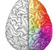 Levý mozek je zodpovědný za to, co? Jak rozvíjet levý mozek?